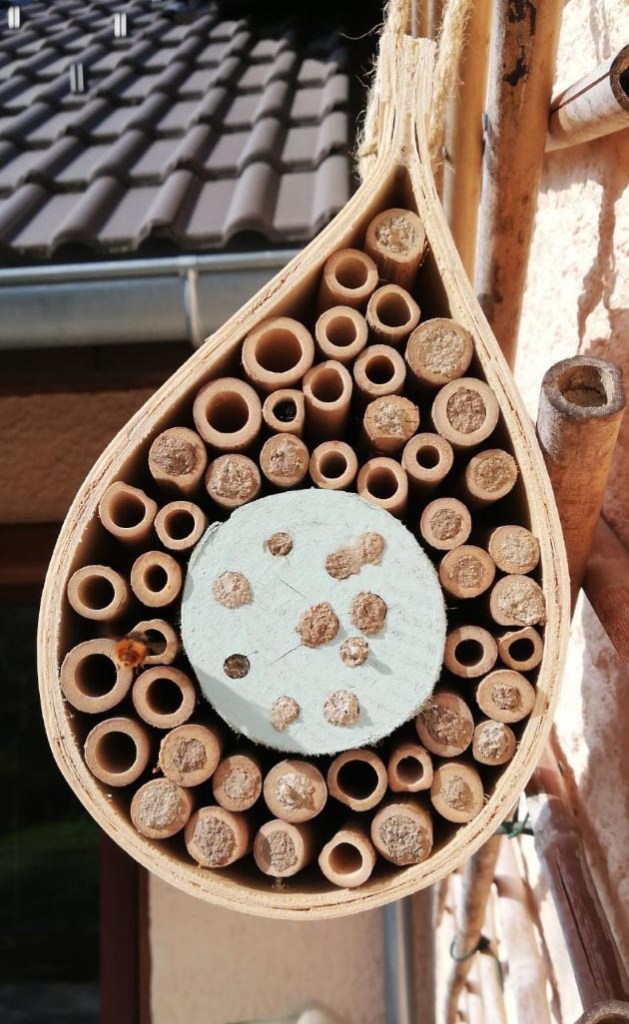 un hôtel à abeilles solitaires qui fait le plein de pensionnaires